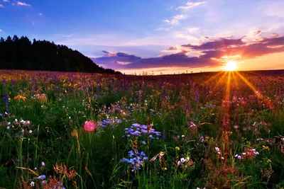 Русская природа Времена года,лето🌺» — создано в Шедевруме