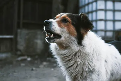 В России предложили ввести систему регистрационного учёта всех собак -  Новости Сахалинской области - astv.ru