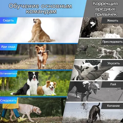 Blitz Sensitive консервы для собак всех пород с чувствительным  пищеварением, с ягненком и индейкой - 200 г х 24 шт - купить в Москве |  КотМатрос