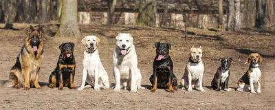 СПЧ предложил правительству ввести учет всех собак в России - РИА Новости,  14.03.2023