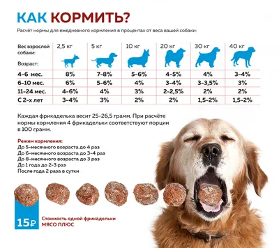 Самые умные породы собак: рейтинг топ-10 по версии КП