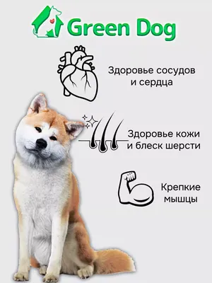 СПЧ предложил правительству ввести учет всех собак в России | Общество |  Аргументы и Факты