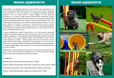 Картинки всех видов собак (69 фото) - картинки sobakovod.club