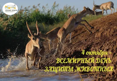 30 ноября – Всемирный день домашних животных. Алтайский краевой детский  экологический центр. АКДЭЦ v.2