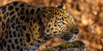 17 вымирающих видов животных в мире | Смотри глубже | Дзен