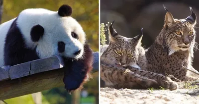 Китай исключил панд из списка вымирающих животных - «Экология России»