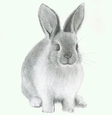Раскраски зайца для рисования (57 фото) » Картинки, раскраски и трафареты  для всех - Klev.CLUB