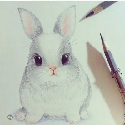 Картинки кроликов для срисовки (43 фото)