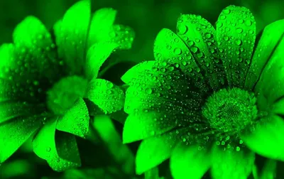Зеленый – нейтральный цвет природы