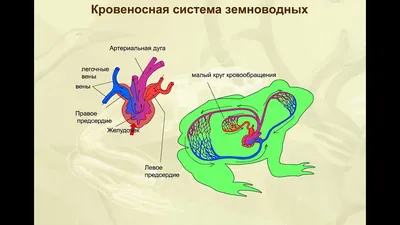 Откройте для себя увлекательный мир земноводных: от кожного дыхания до  улавливания электрических колебаний окружающей среды | Восемь лап! | Дзен