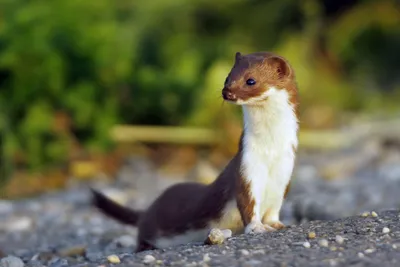 Интересные факты о ласке: фото и описание животного | Weasel pet, Cool  pets, Cute animals