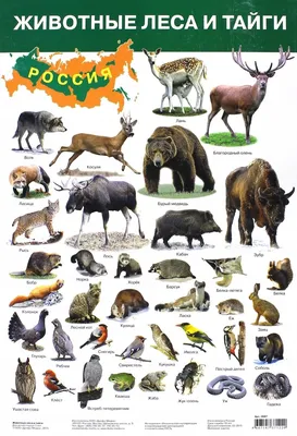 Иллюстрация 1 из 9 для Плакат \"Животные леса и тайги\" (2687) | Лабиринт -  книги. Источник: Лабиринт