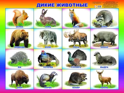 мелкие животные дикого леса картинки: 6 тыс изображений найдено в  Яндекс.Картинках | Животные, Дикие животные, Дикие