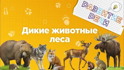 Книга Животные и птицы. Дикие обитатели русского леса - купить книги о  животных в интернет-магазинах, цены на Мегамаркет |