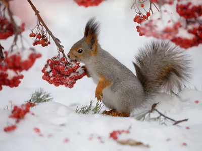 Картинки животные зимой фотографии