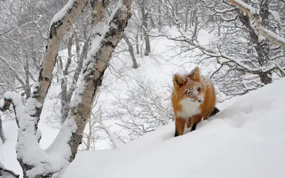 Дикие животные зимой (68 фото) - 68 фото