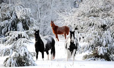 Жизнь диких животных зимой - Большая Кокшага