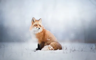 Как выживают дикие животные зимой – чем питаются в лютые морозы дикие звери  – жизнь диких животных зимой