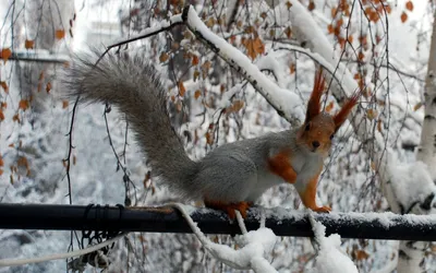 Каких животных можно увидеть на природных территориях зимой 2022 года -  Агентство городских новостей «Москва» - информационное агентство