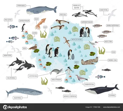 Картинки животных антарктиды фотографии