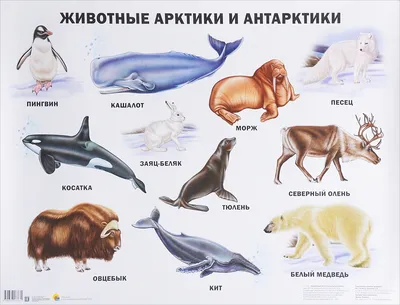 Картинки животных арктики фотографии