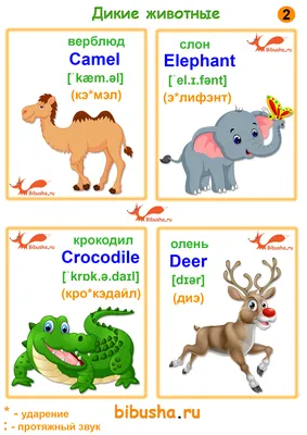 Животные на английском языке в картинках с переводом и транскрипцией для  детей и взрослых/ Английский онлайн | Английский язык, Язык, Английский