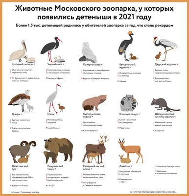 Как развлекаются животные в Московском зоопарке в новогодние праздники -  KP.RU