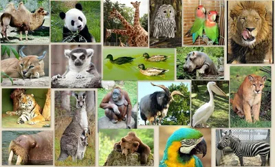 Мир для животных: все самое интересное о Московском зоопарке