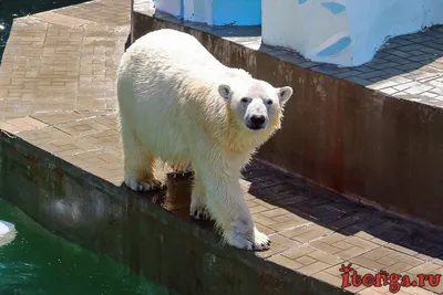 Животных из зоопарка в Казани начали готовить к зиме | ОБЩЕСТВО | АиФ Казань