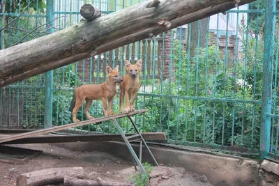 Калининградский зоопарк: история, животные зоопарка, адрес и фото