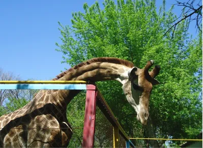 В мобильном приложении «Зоопарк Нск» появились новые животные | Дата Ист