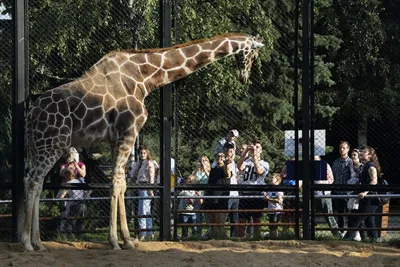 Московский зоопарк начал транслировать кормление животных - Российская  газета