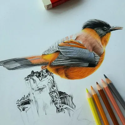 Как рисовать животных карандашом поэтапно уроки рисования