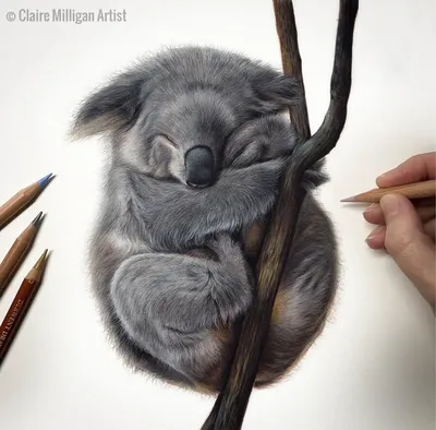 животные. рисунок карандашом. мои рисунки. | Рисунки животных, Эскизы  животных, Рисунок животных