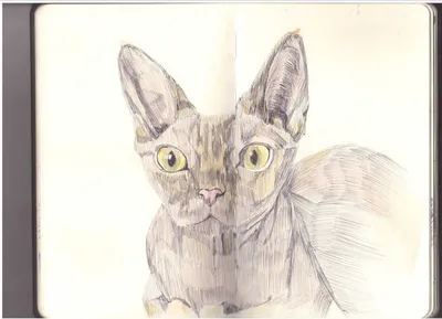 Красивые и легкие рисунки животных цветными карандашами (49 фото) » рисунки  для срисовки на Газ-квас.ком