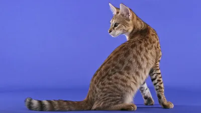 Информационная линия «Кошки в городе» - Фонд защиты городских животных