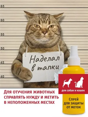 Переохлаждение и обморожение у кошек зимой - Aller Petfood