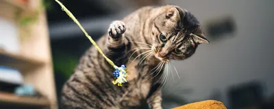 Линька у котов: что делать если кошка сильно линяет | Royal Canin UA