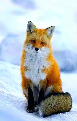 Картинки по запросу животные лиса | Animals beautiful, Pet fox, Animals wild
