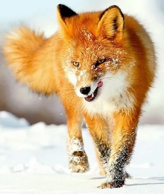 Лисичка-сестричка. #зима #животные #лиса | Самые милые животные, Милые  животные, Детеныши животных