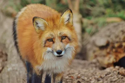Если встретил лису не в лесу: как себя вести при встрече с животным в городе