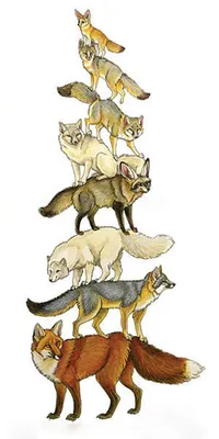 Символика животных: волк, вепрь и лис: Персональные записи в журнале  Ярмарки Мастеров