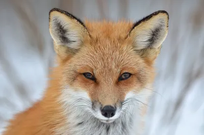 Милый красный Fox, лисица лисицы, животное леса падения красивое в среду  обитания природы Оранжевая лиса, портрет детали, чехосло Стоковое  Изображение - изображение насчитывающей шерсть, пушисто: 107362639