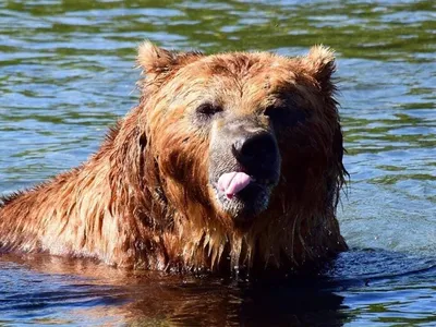 В Витебской области выросло количество медведей. Как вести себя при встрече  с диким животным?