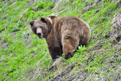 грустный медведь в клетке для животных, у медведя-зоовильда, застрявшего  нос через животное Стоковое Изображение - изображение насчитывающей  одиночество, загородка: 244858131