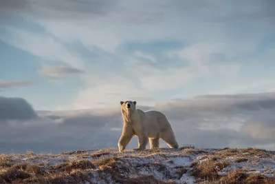 Гобийский бурый медведь объявлен животным национальной гордости