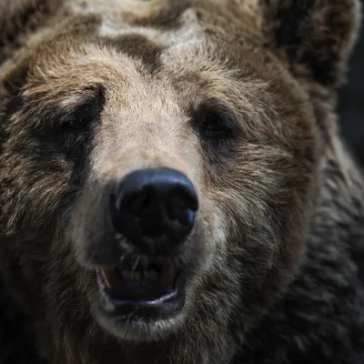 5 животных, с которыми хоть как-то считается бурый медведь | Заметки  зооработника | Дзен