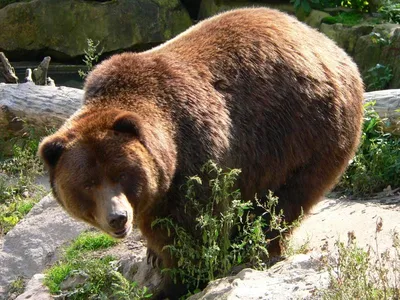 Бурый Медведь Тайге Медвежье Лицо Дикое Животное Милый Медвежий Портрет  Векторное изображение ©levchishinae 627824162
