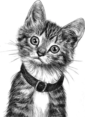 Рисунок кошки простым карандашом - скачать (29 шт.)