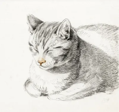 Картинки котиков нарисованных карандашом - 79 фото